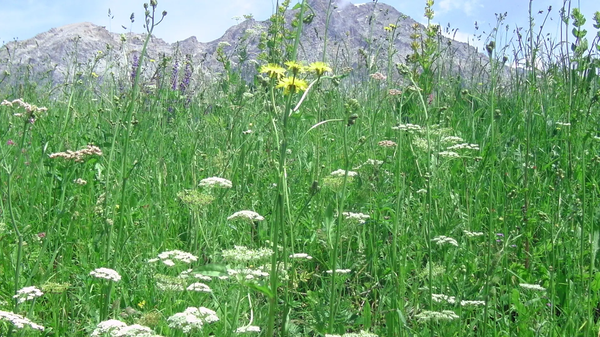 photographie plantes de montagne