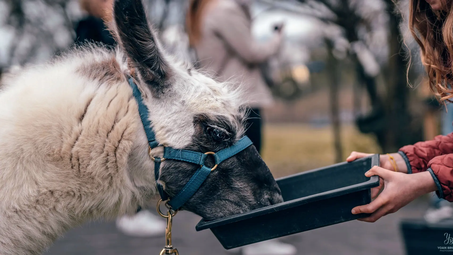 Les Lamas de Salagine à Bloye