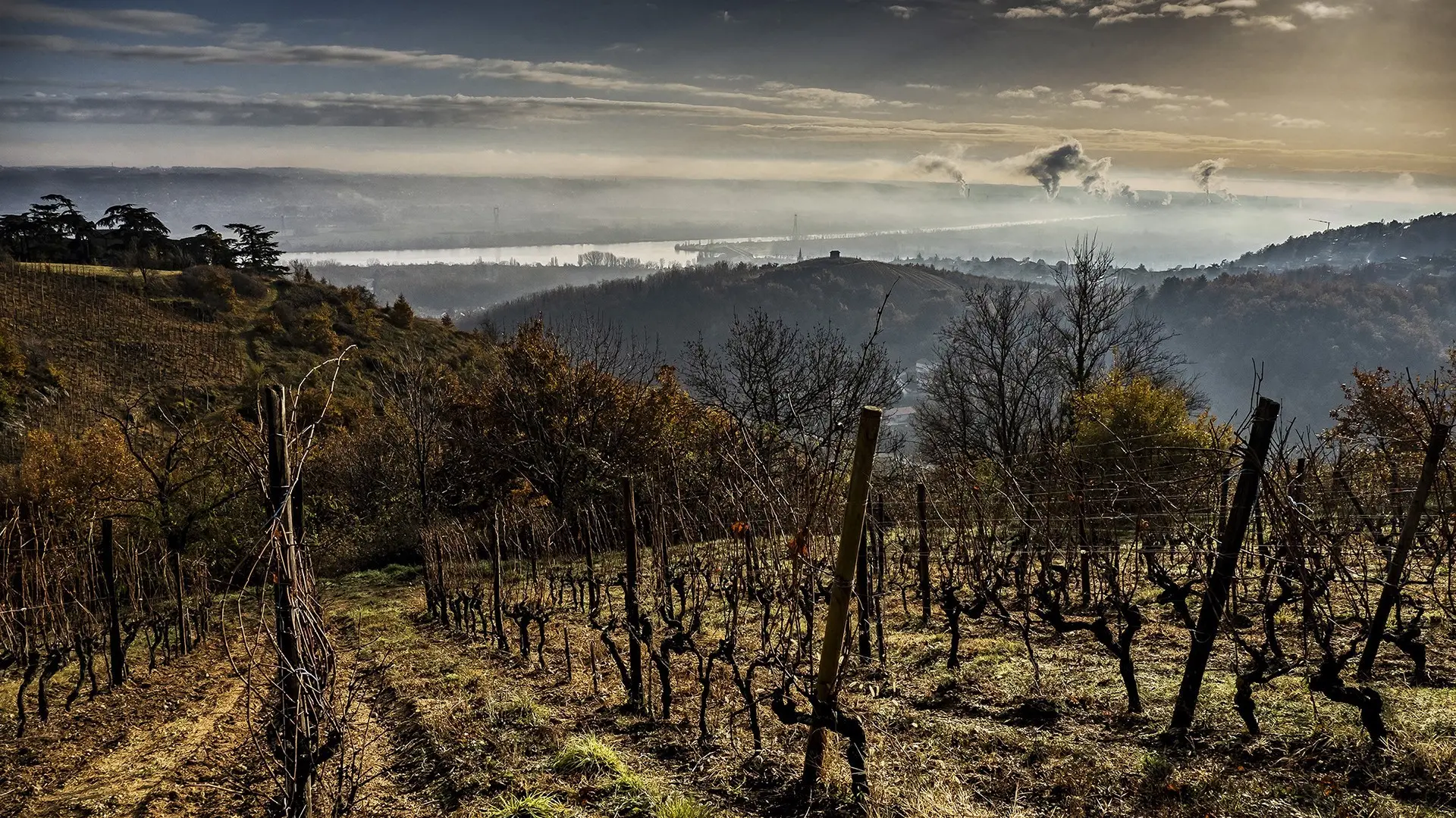 Dans les vignes - PNR Pilat
