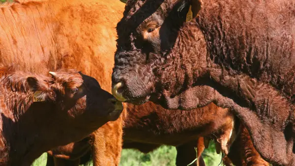 Exploitation de vaches Salers