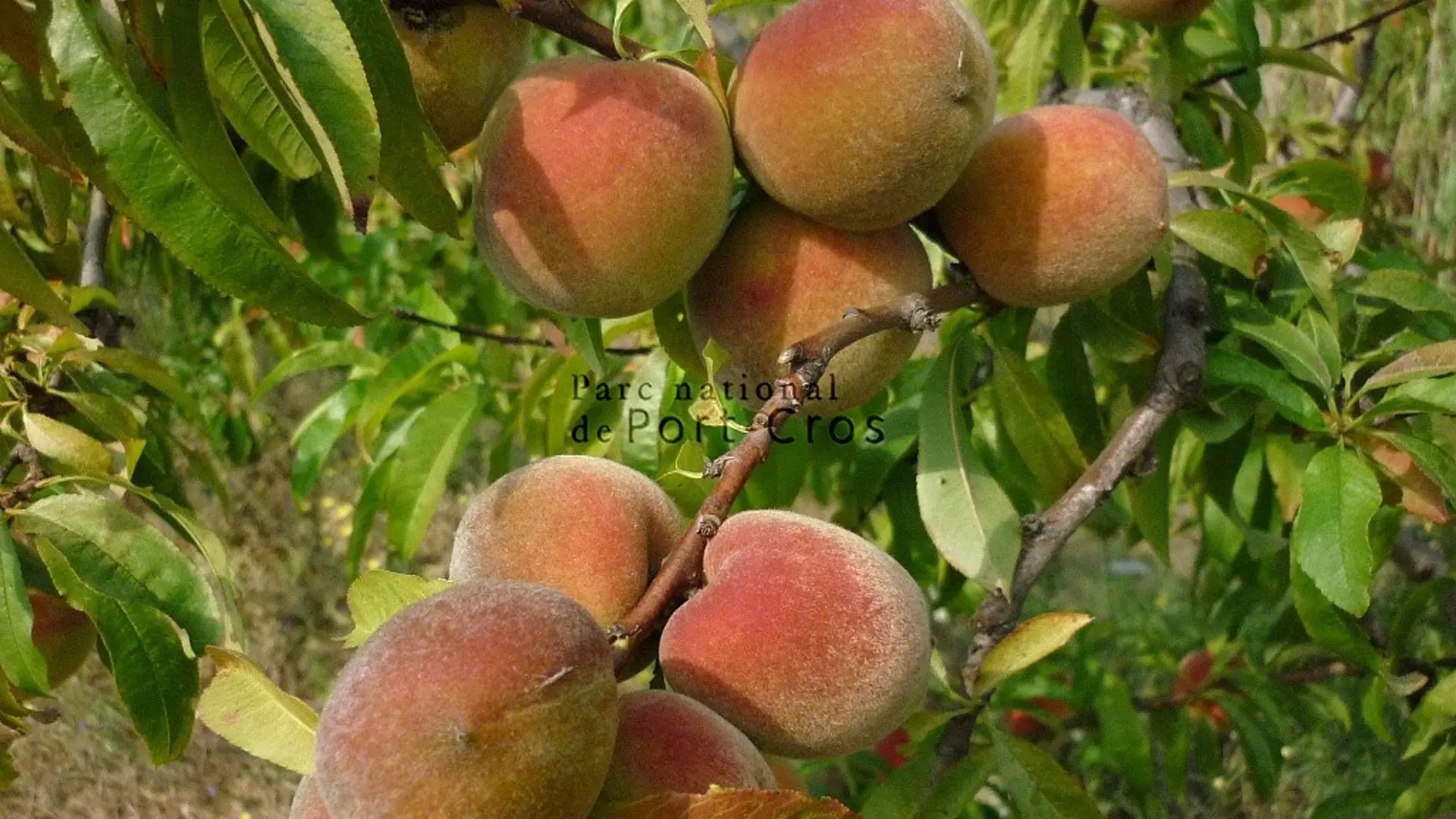 Vergers du conservatoire