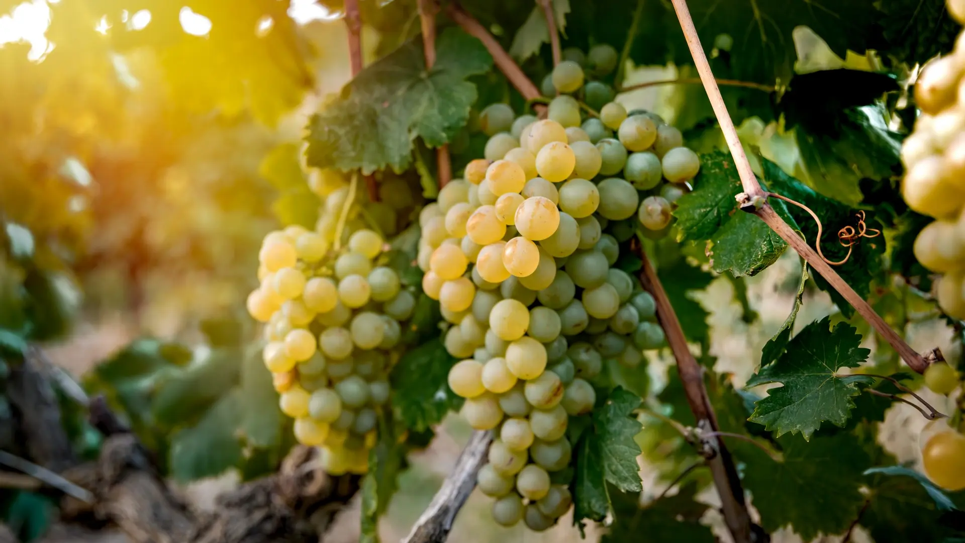 Domaine d'Eole in Eygalières grapes