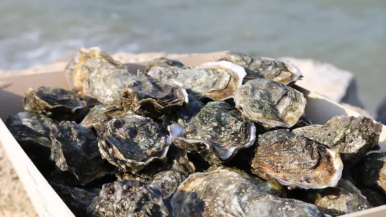Retrouvez notre cabane de dégustation Les Copains Bâbord