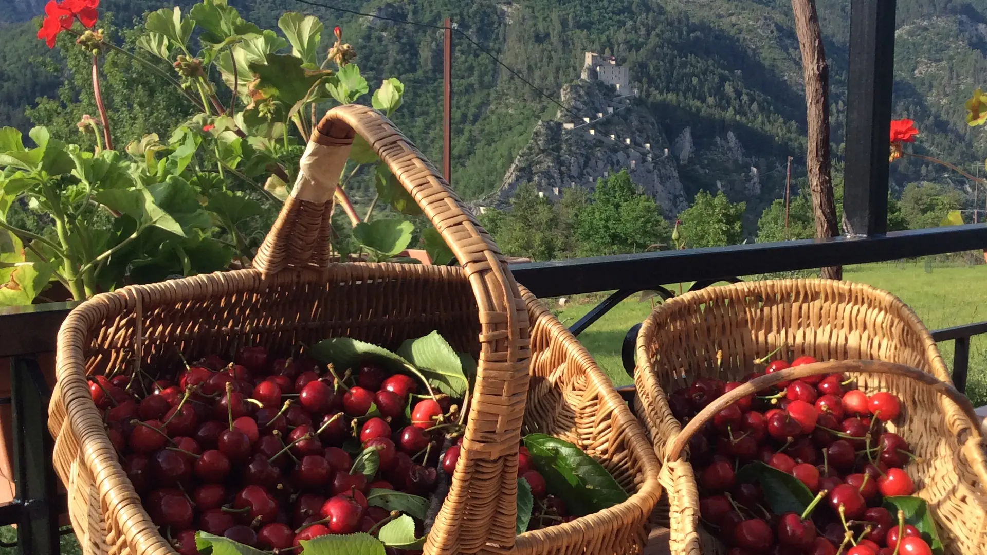 Paniers de cerises