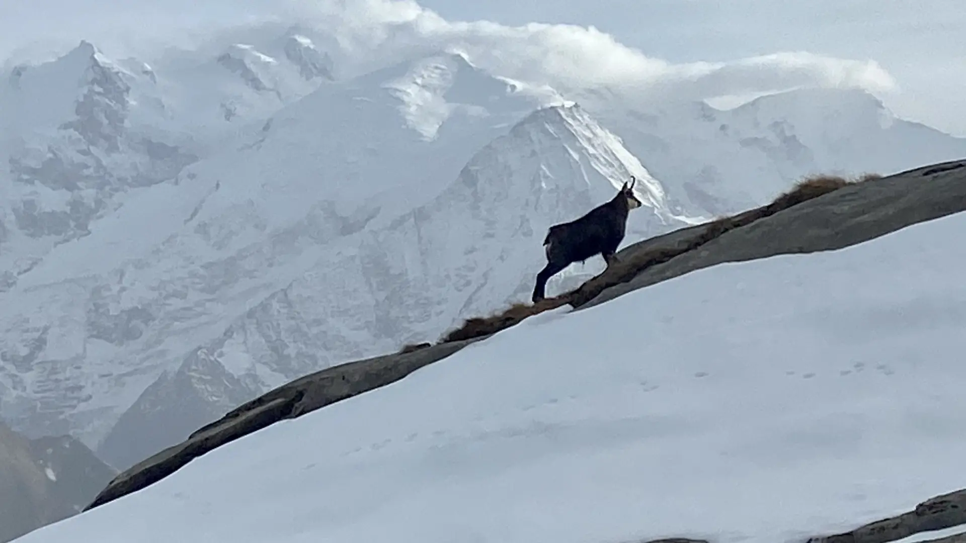 Affût faune