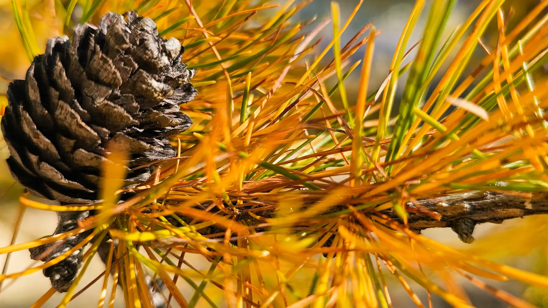 Le Mélézin_Villar-Saint-Pancrace