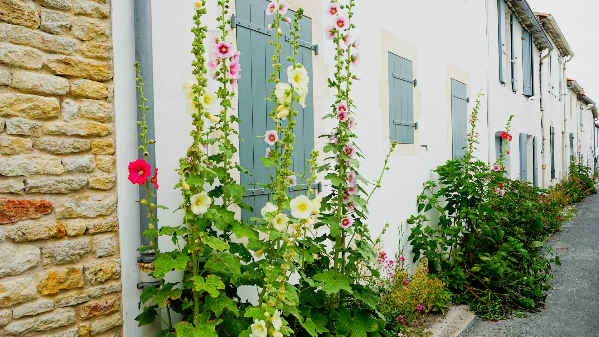 Autre rue typique de Saint Clément des Baleines avec ses superbes roses trémières