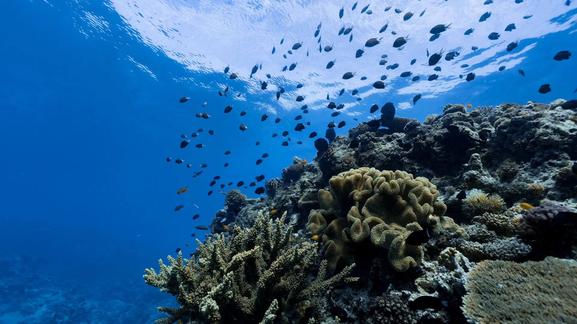 Diving in the lagoon of the Isle of Pines