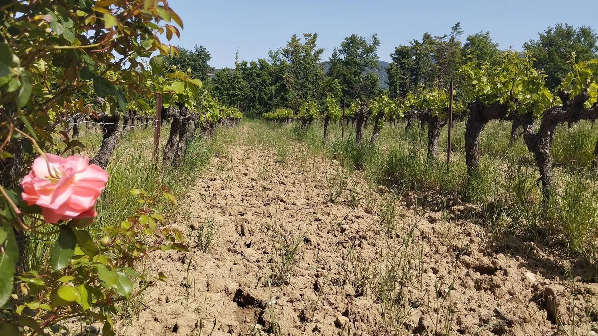 Vignes et rosier à Lourmarin