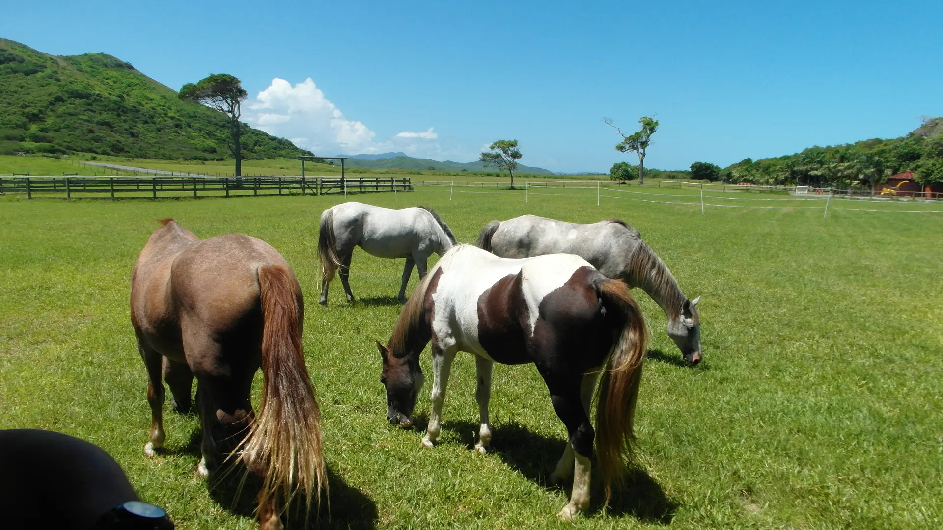 Les chevaux mangeant