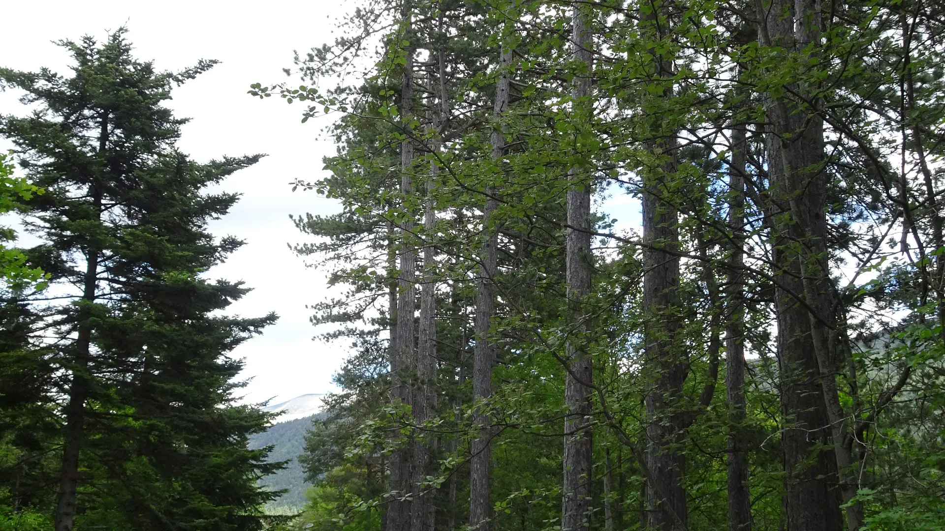 Le Coullet Saint André les Alpes