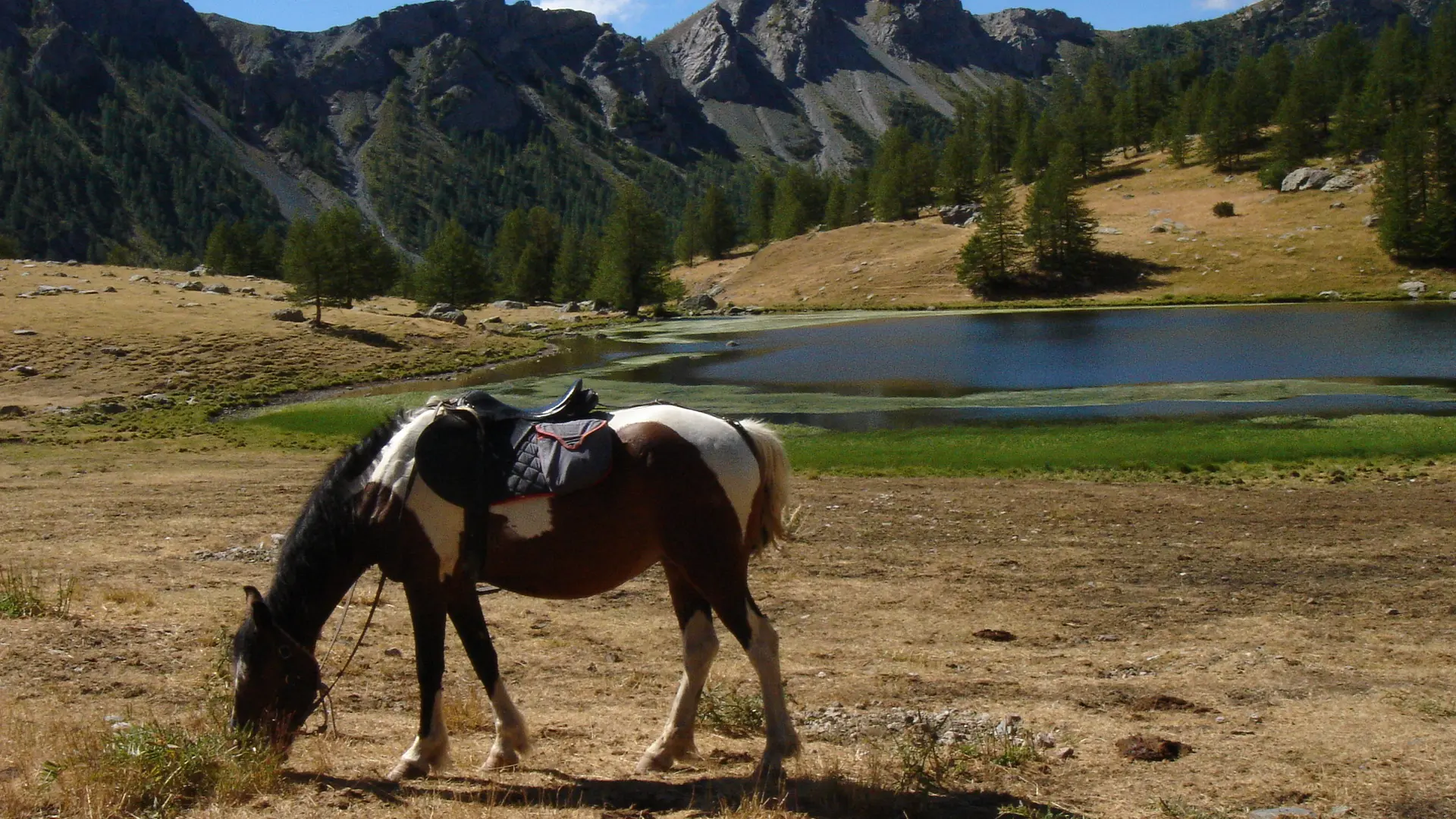 lac des grenouilles et cheval