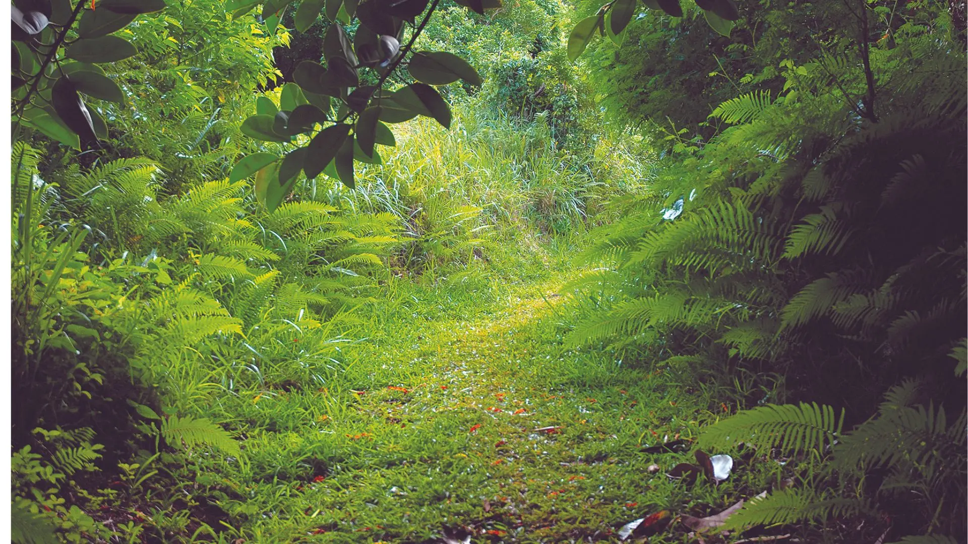 Le départ du sentier