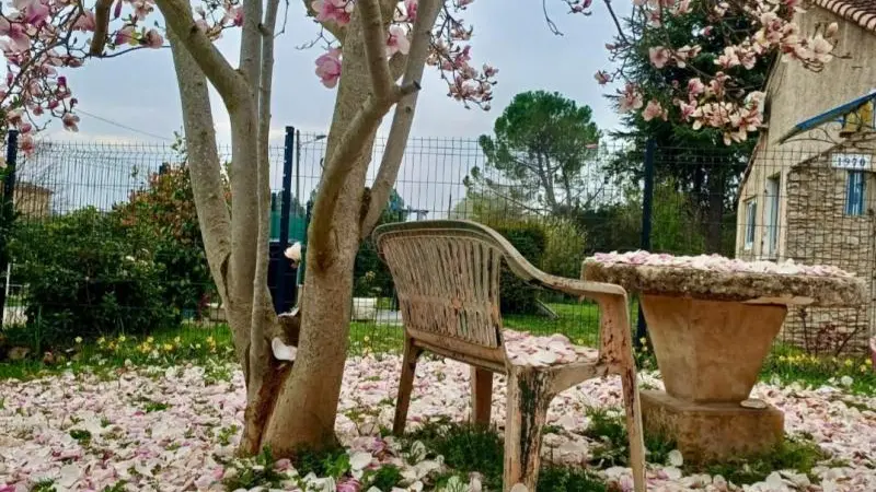 Un tapis de pétales de notre magnifique Magnolia