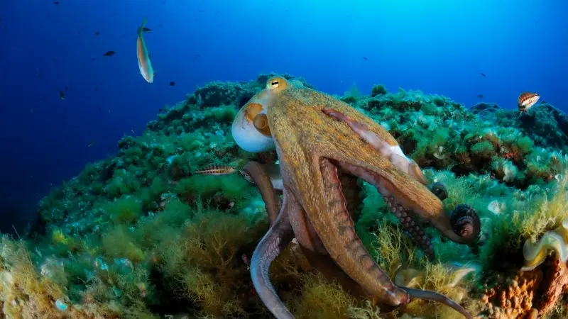 découvertes sous marine au 2 freres