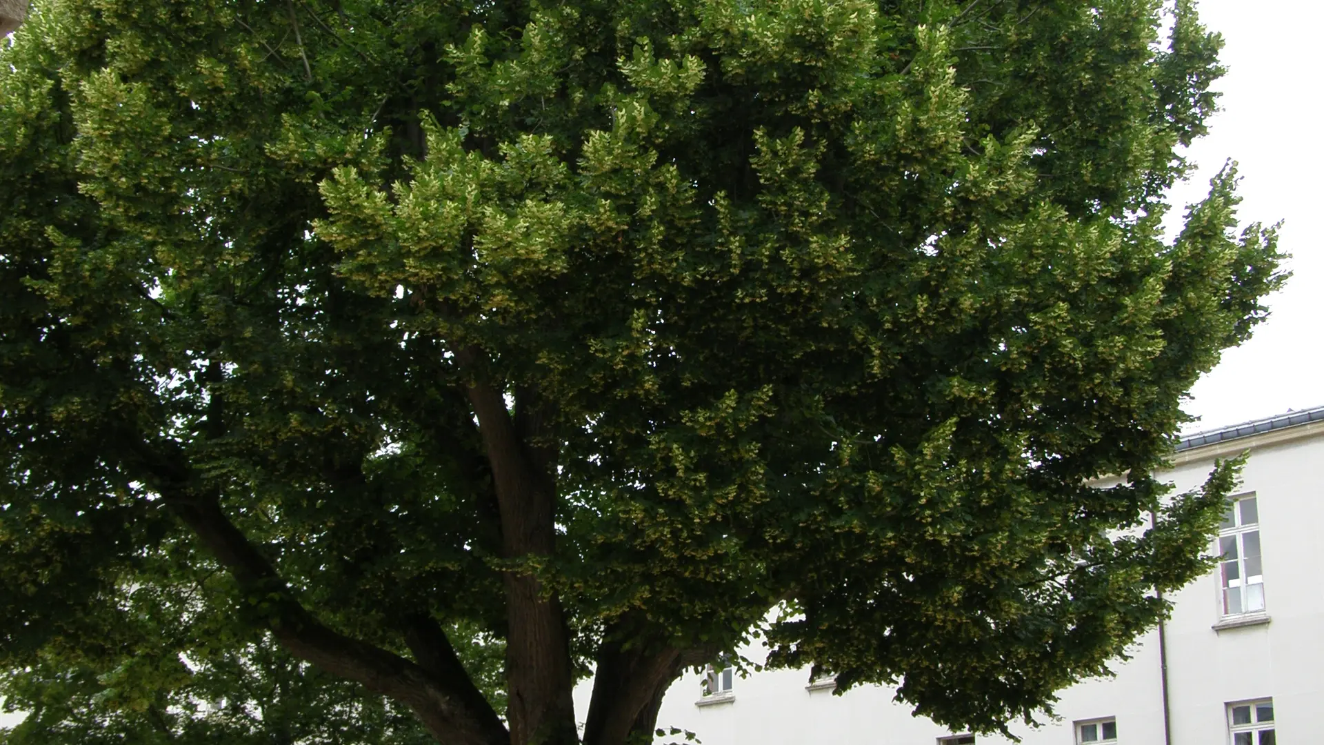 Parc de la maison des Loges, Saint-Germain-en-Laye
