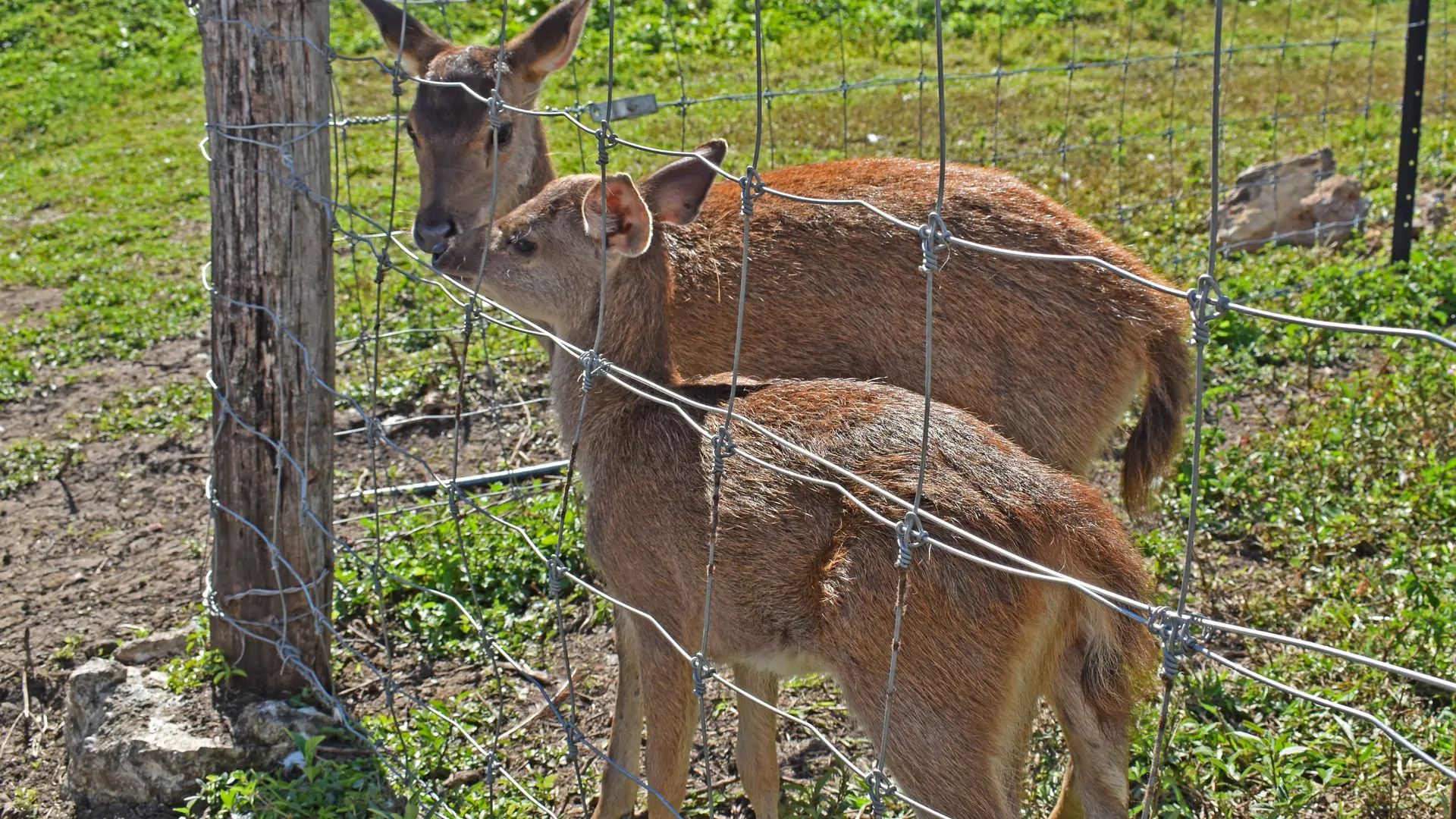 Les petits cerfs