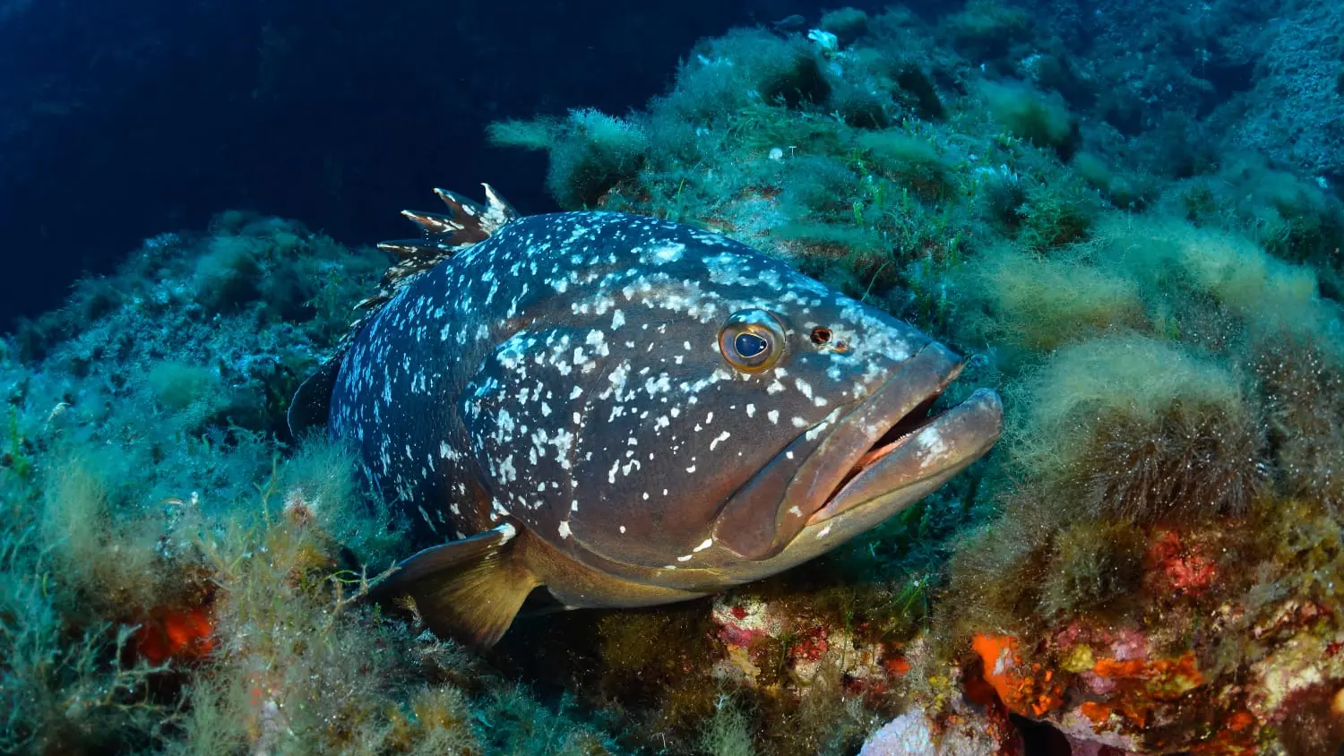 Découverte -  Lecques aquanaut