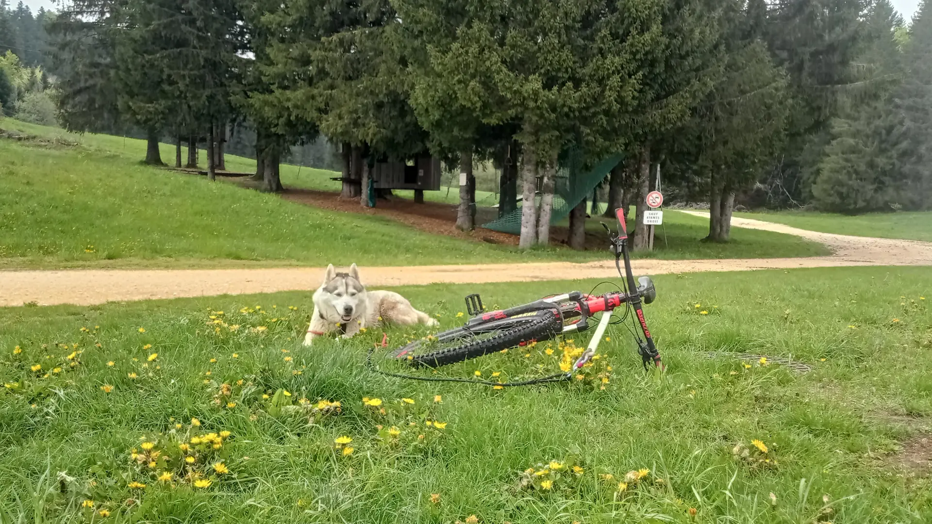 Balade tractée par les chiens avec Lisa Plaza