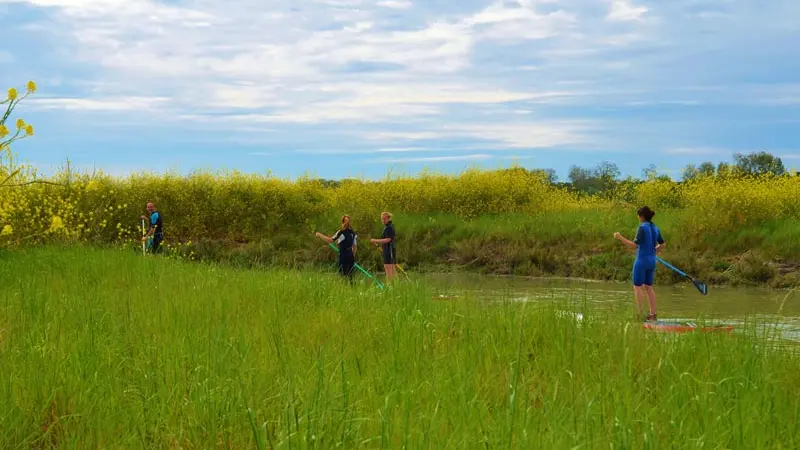 Stand up paddle dans les espaces naturels de l'île de ré