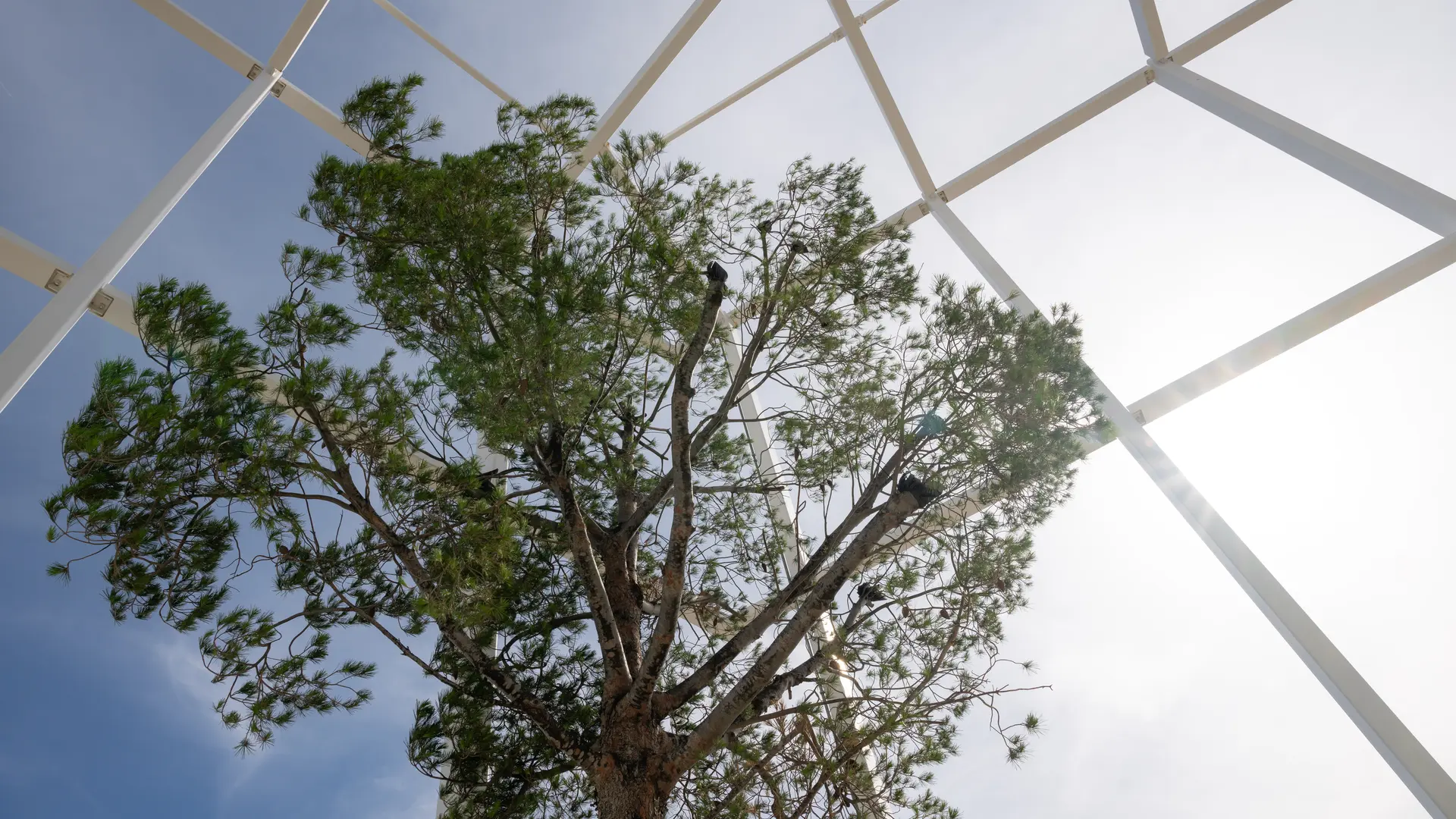L'arbre sur la terrasse