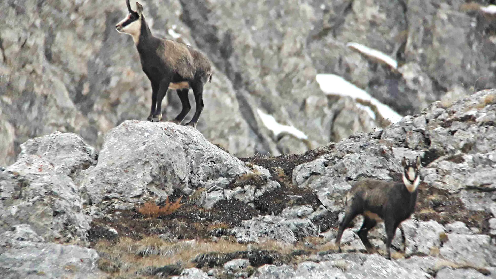 sortie chamois