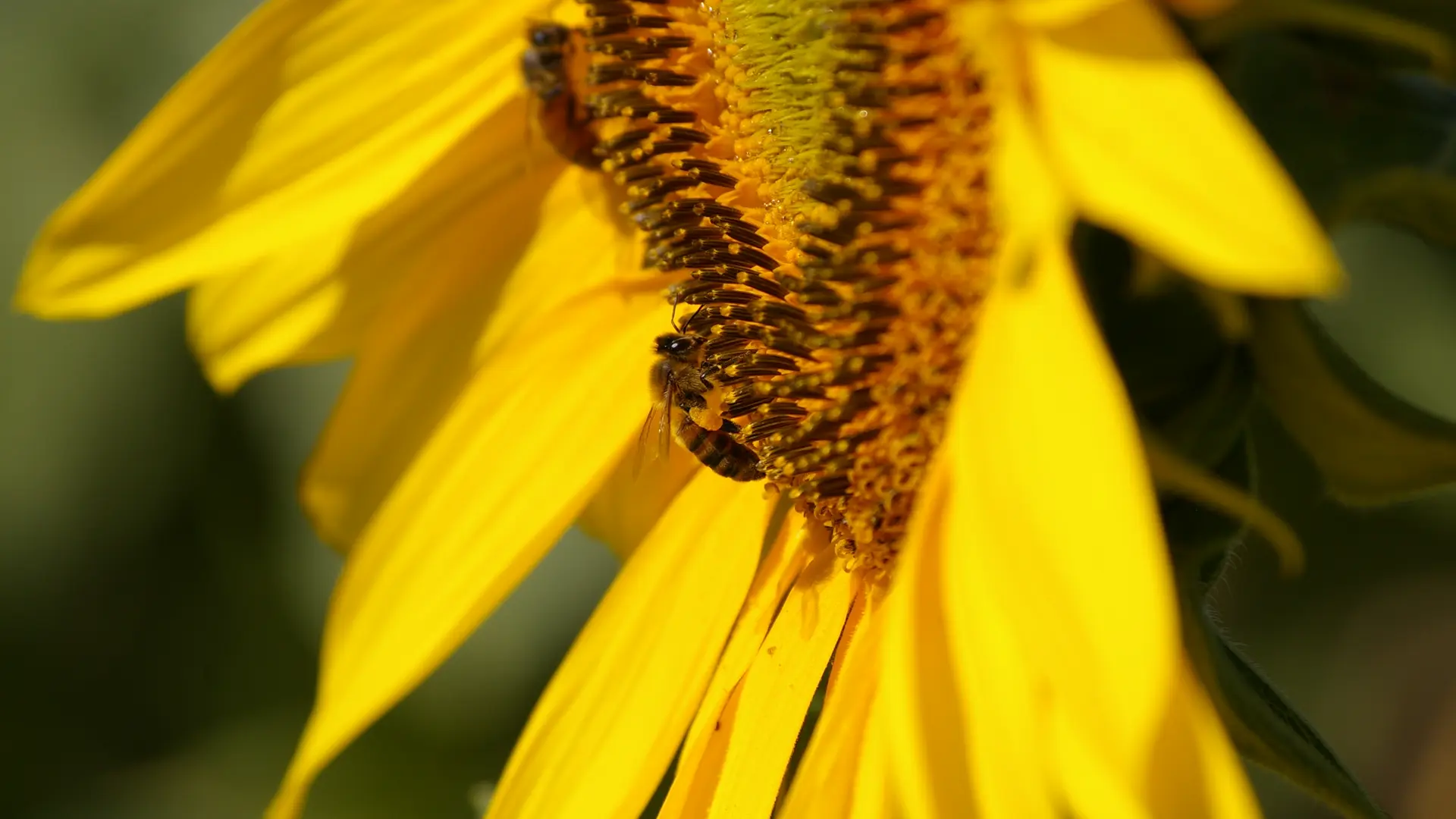 Abeilles et tournesol - Miellerie pédagogique des Délices au Miel