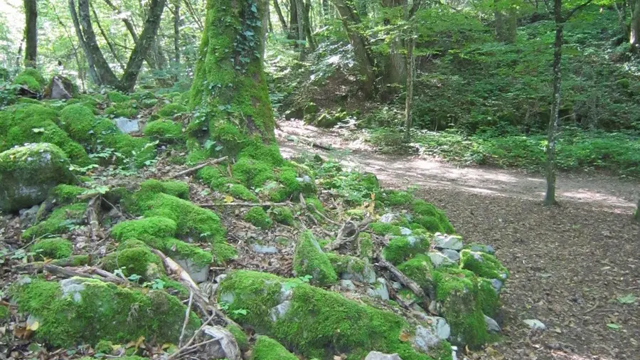 Sous-bois et sentier du Roc de Chère