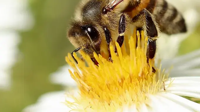 Marie Ciosi : productrice de miel