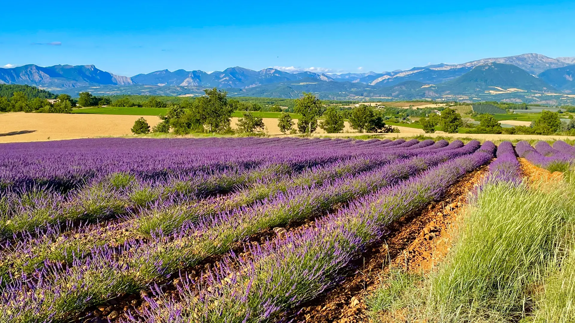 Lavande sur le plateau de Romeyeres, Mison