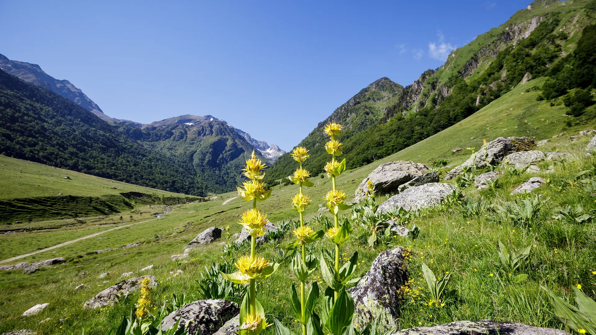 Gentianes jaunes en fleur Jasse d'En Gaudu