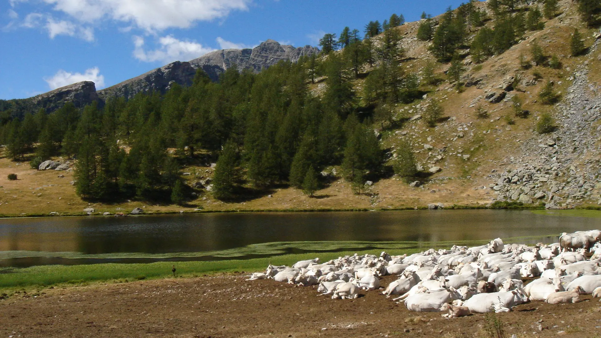 lac des grenouilles et troupeau de vaches