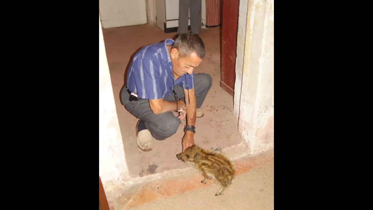 Marcassin de quelques jours