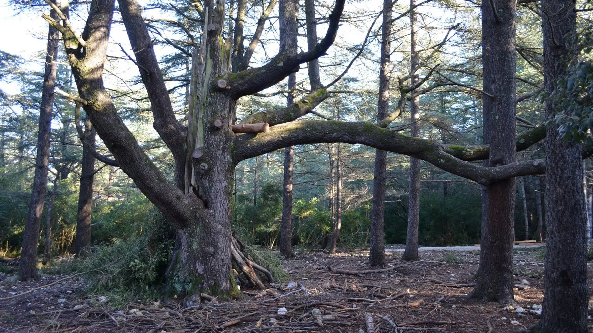 Cèdres de l'Atlas