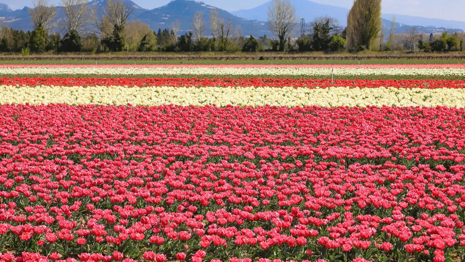 Paysage de Jonquières