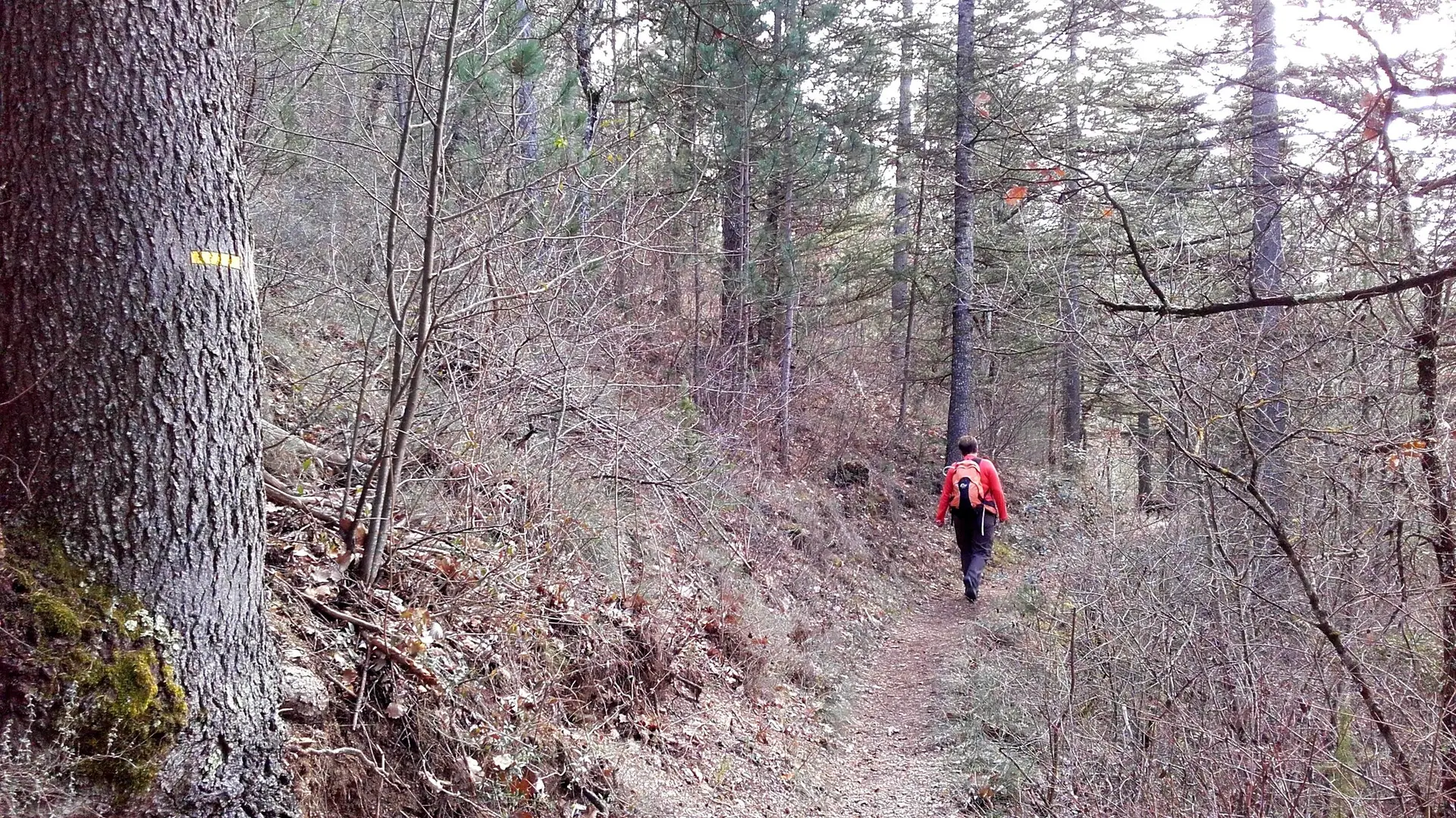 Fin d'hiver en forêt de Pélicier