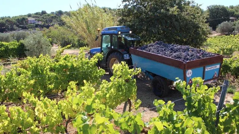 Vendanges 2019