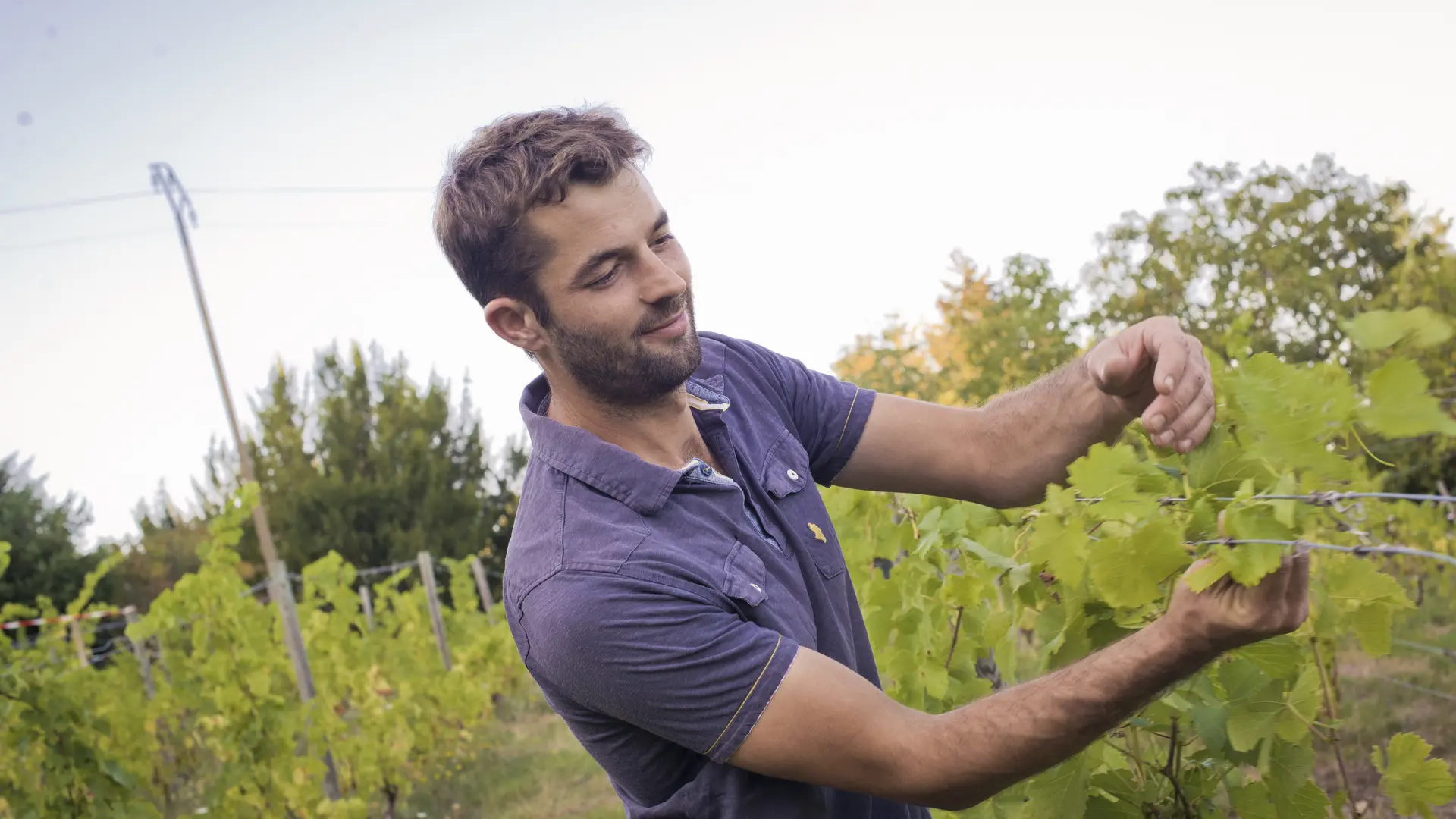 Domaine des Ardaillons
