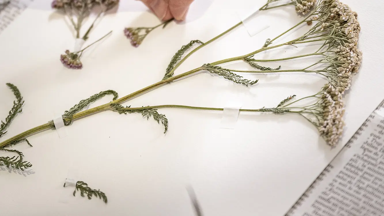 Collage de plantes séchées