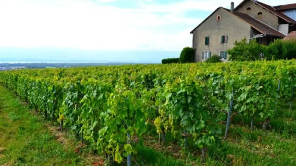 Domaine de Senoche