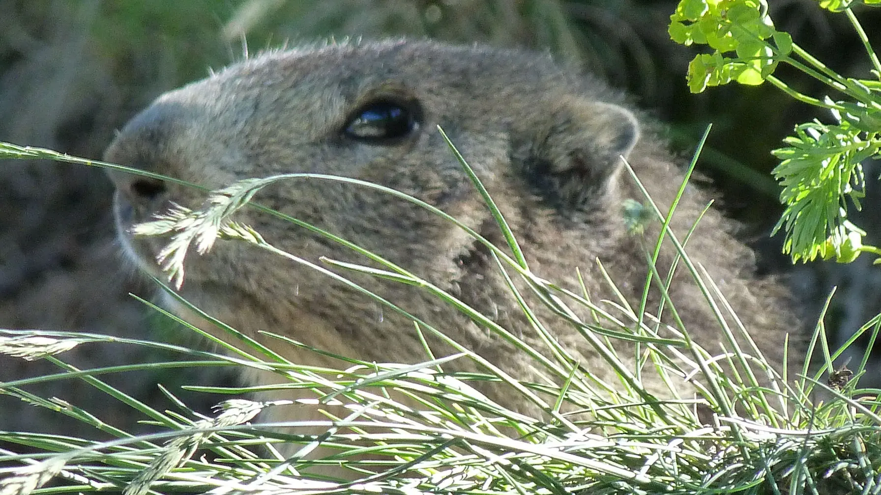 Photographie d'une marmotte