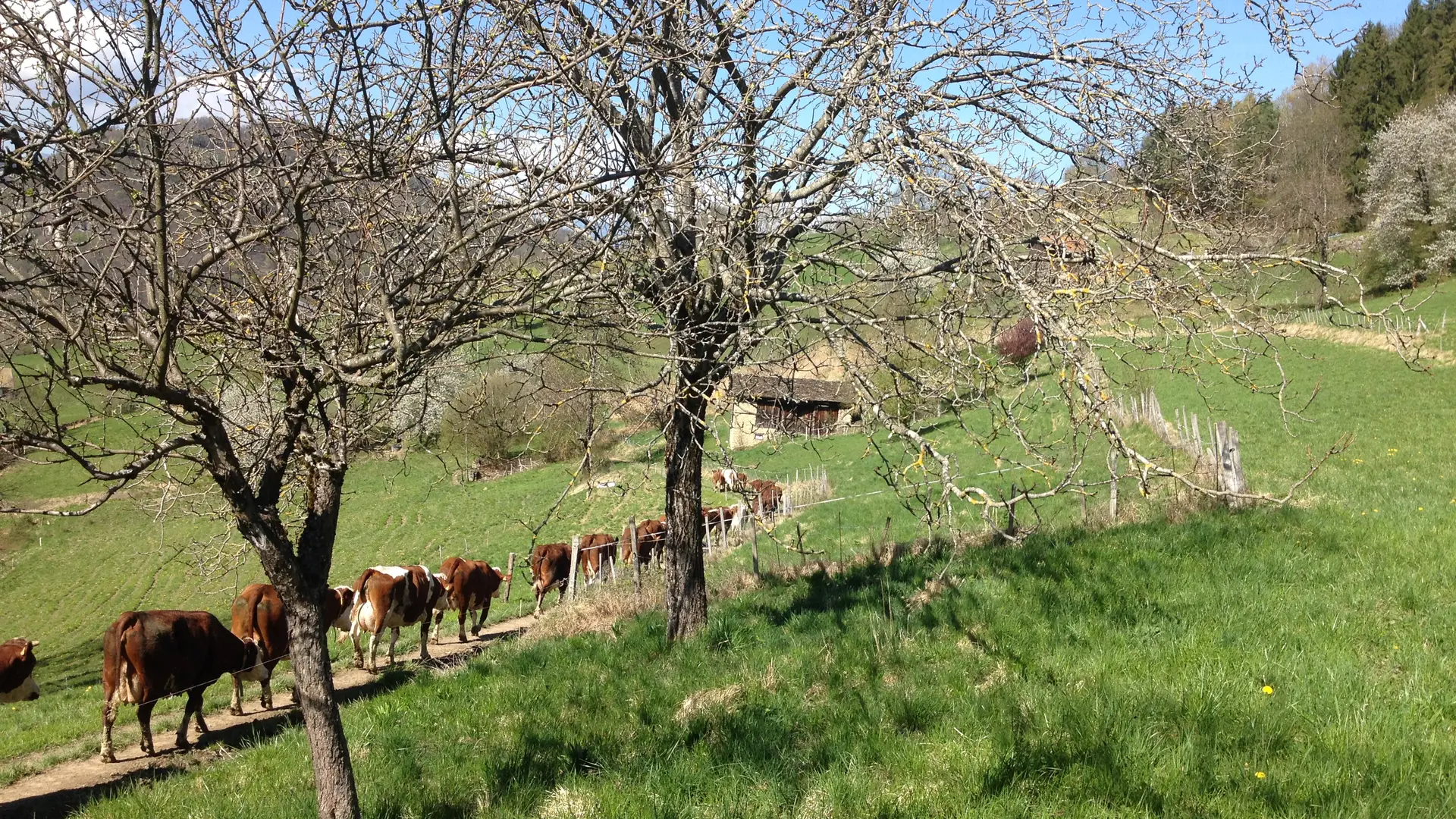 Ferme de la Grangette_La Chapelle-du-Bard