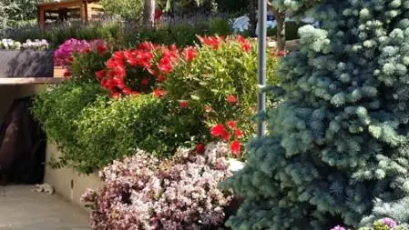 Le Mas de la Sirole-Fleurs-Colomars-Gîtes de France des Alpes-Maritimes
