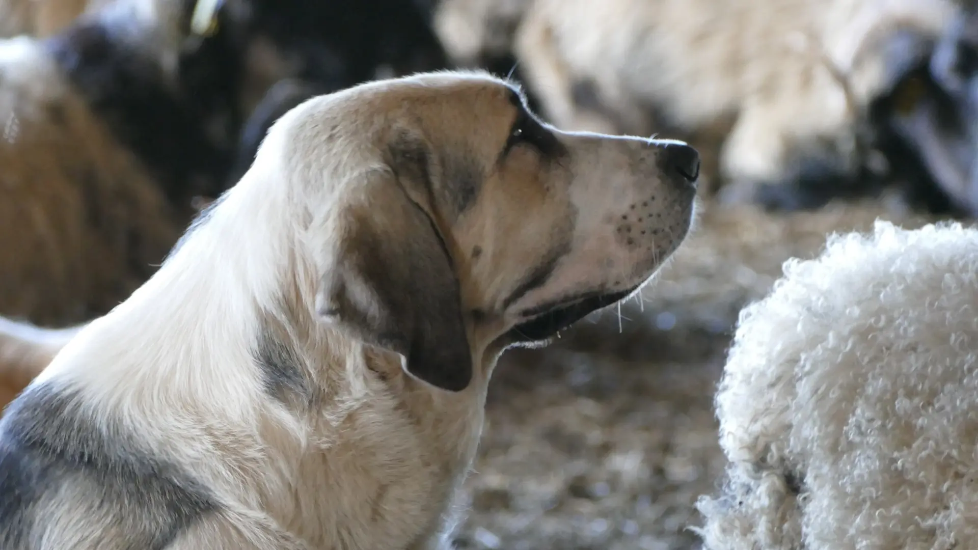 Le chien de troupeau