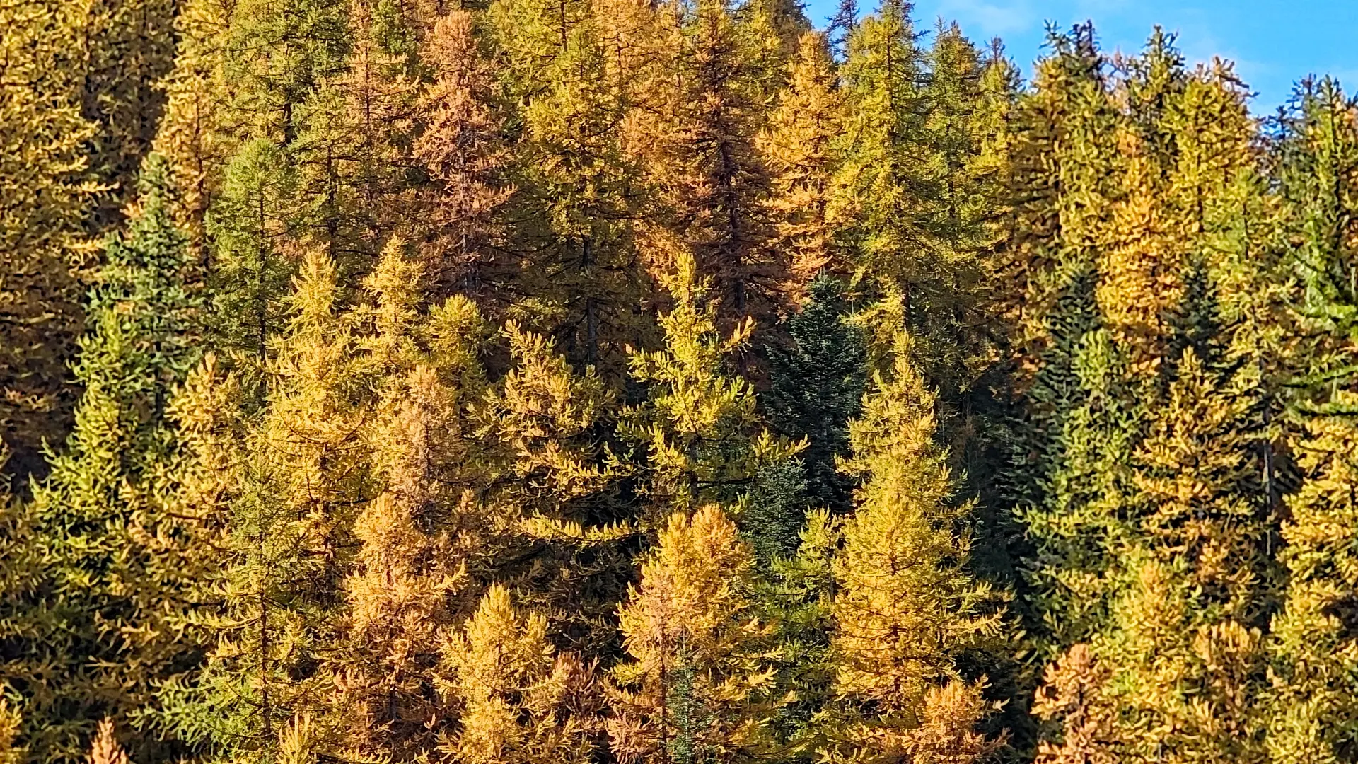 Le Mélézin_Villar-Saint-Pancrace