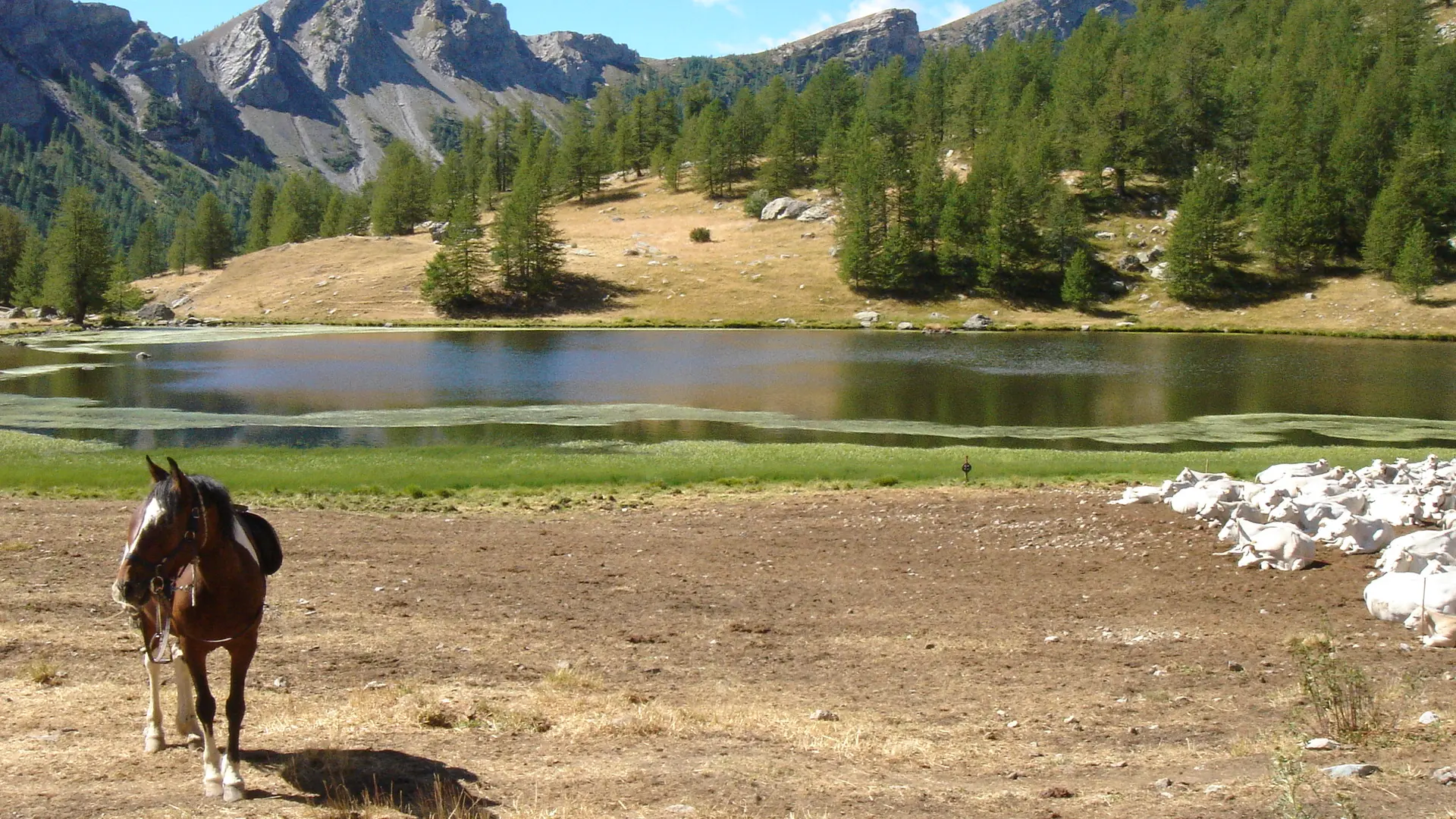 lac des grenouilles