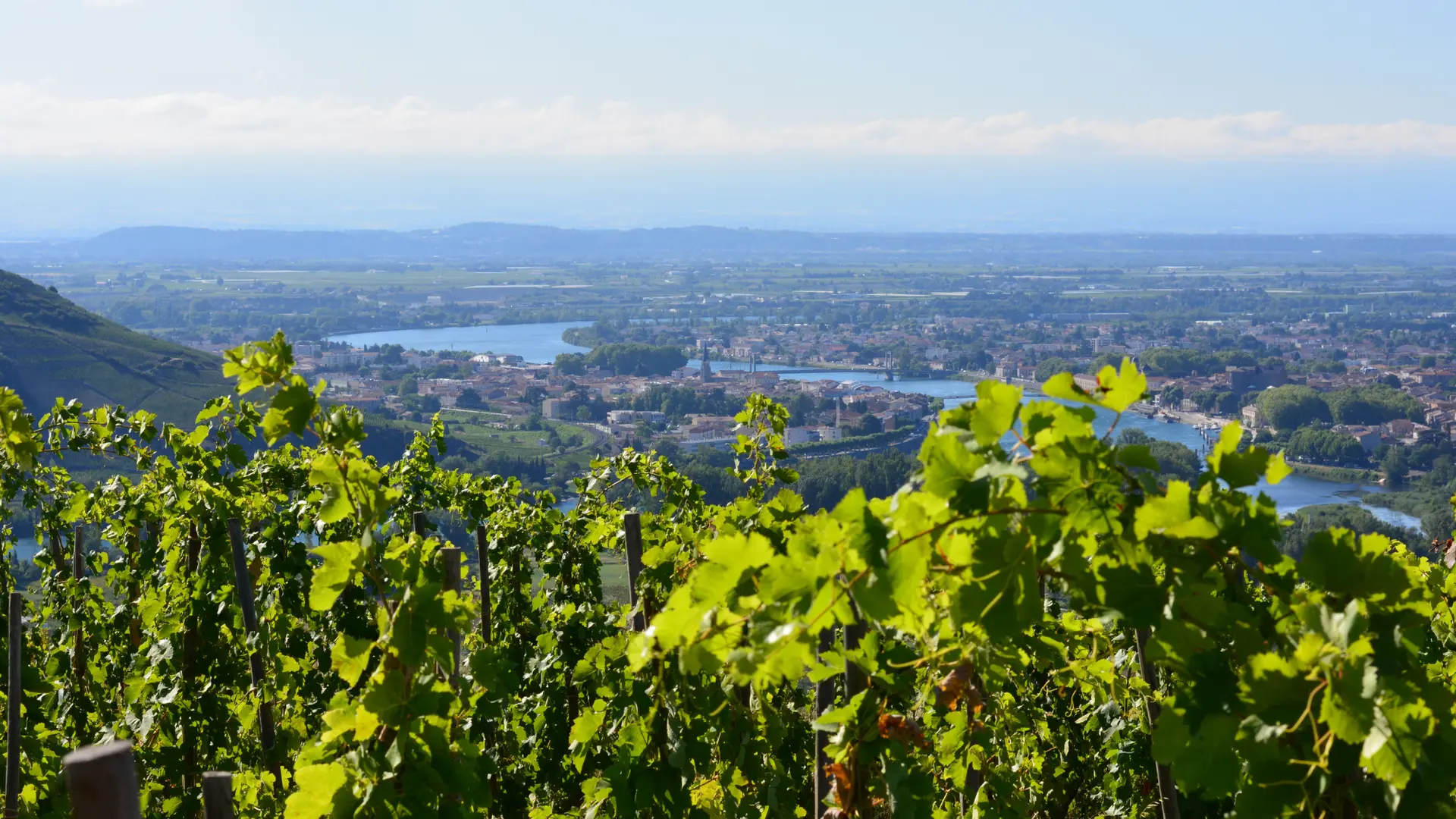 Vignobles de la Vallée du Rhône