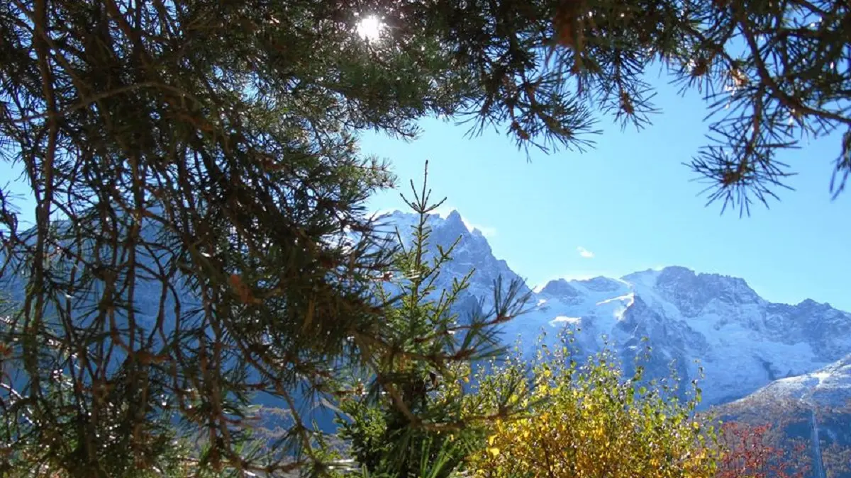 The pretty view from the terrace through the fir tree