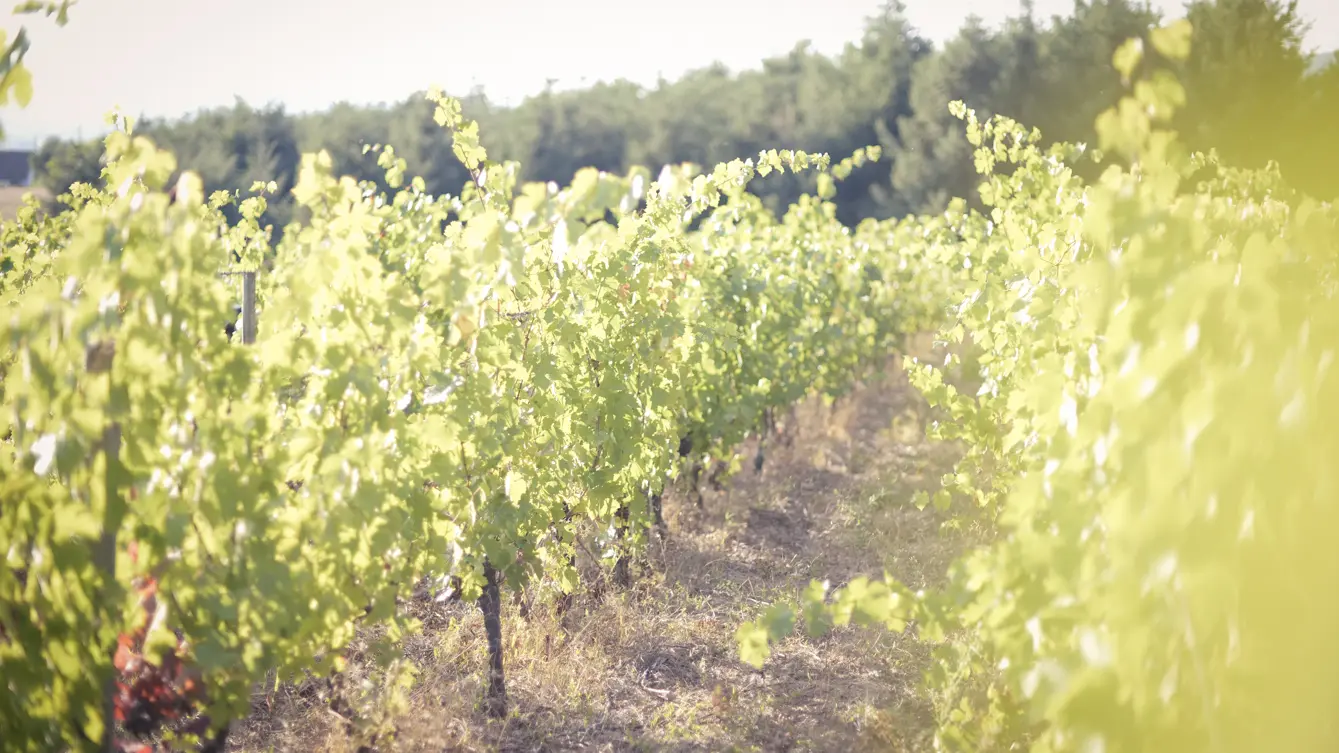 Domaine des Ardaillons