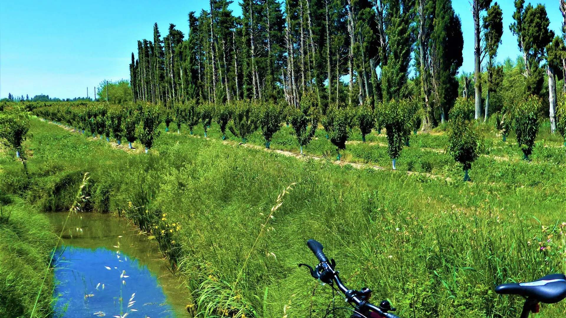 Culture d'abricots près de Maillane